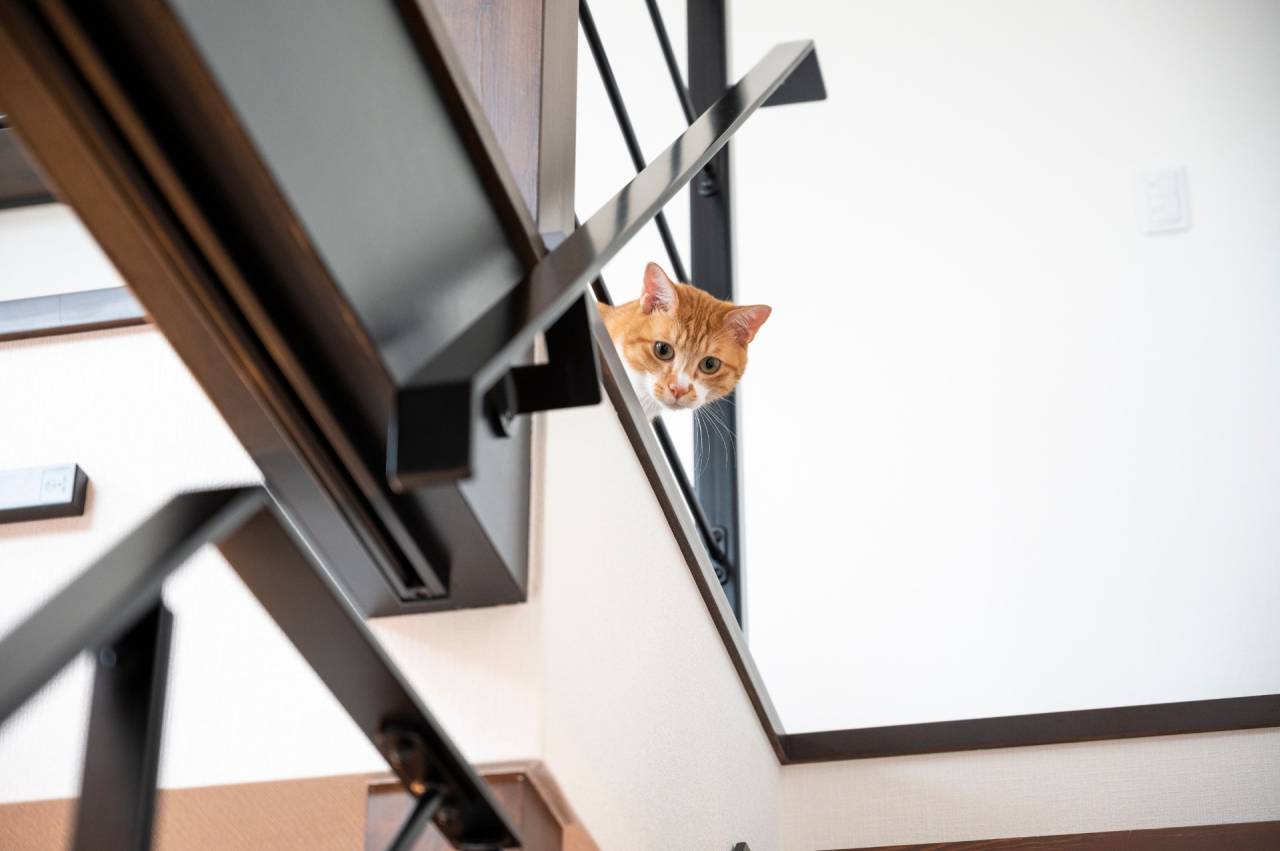 建築士と建てるオーダーハウス｜福津市｜古賀市｜宗像市｜注文住宅｜猫と暮らす