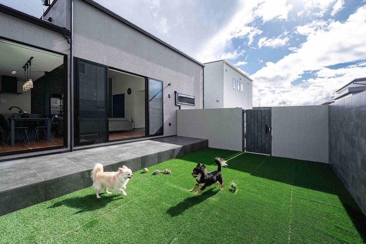 モダンな平屋の中庭ドッグランで、人工芝の上を元気に駆け回る2匹のチワワ（クリームとブラック＆タン）。リビングのタイルデッキからシームレスに繋がり、高いフェンスで囲まれた安全な屋外スペースの施工事例。