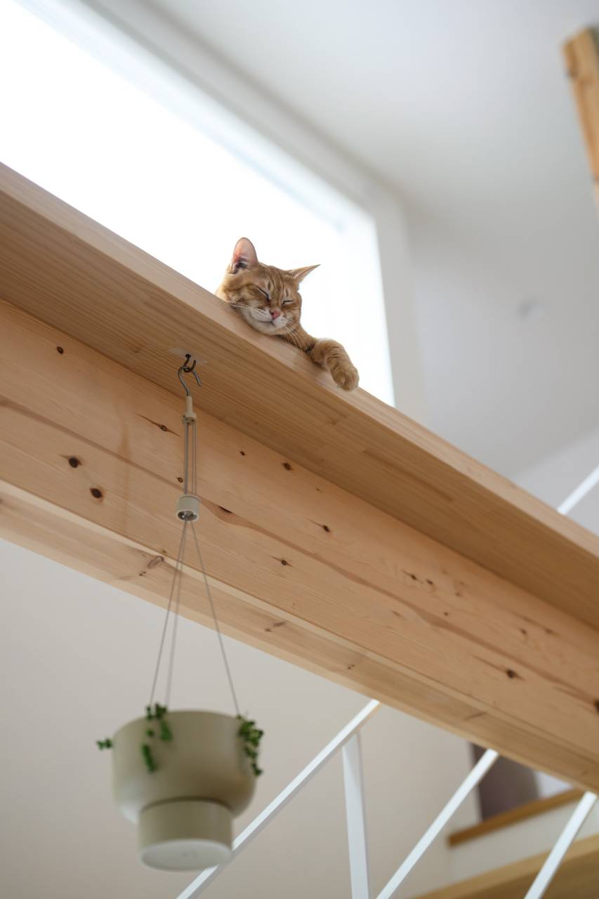 陽当たりの良い造作出窓の上で、外の景色をのんびり眺めながら日向ぼっこをする猫