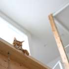 猫と暮らす家づくり
