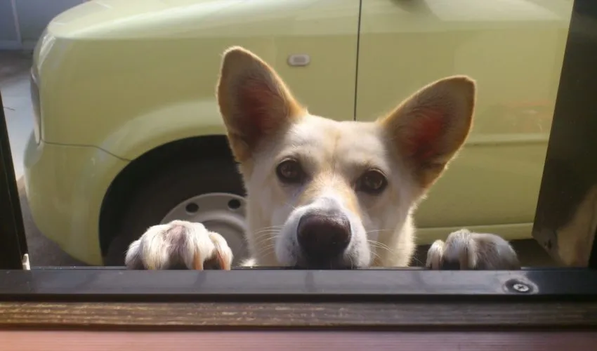 犬と暮らす家づくりのポイントや注意点をご紹介します