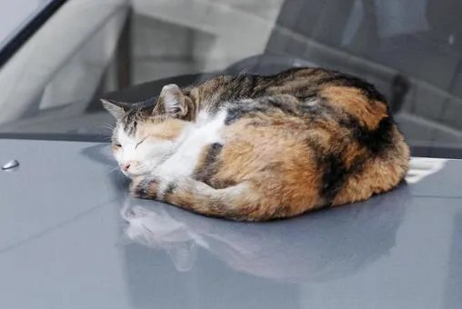 車庫に猫対策は必要？すぐにできる対策もご紹介します！